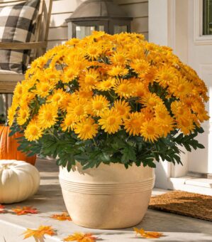 HyeFlora Artificial Fall Faux Mums ...